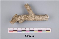 藏品(珊瑚標本)的圖片